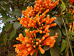 炮仗花
