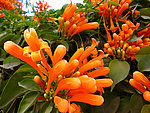炮仗花