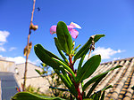 长春花