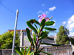 长春花
