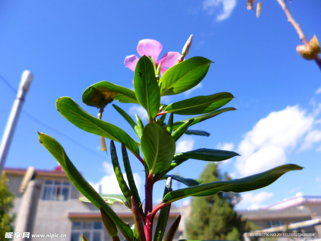 长春花