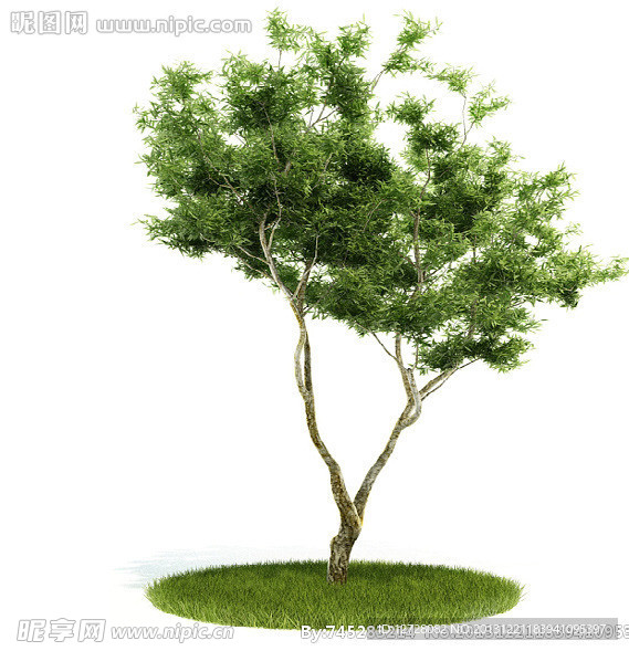植物 树木 景观树木