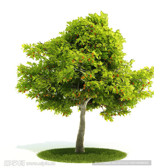 植物 树木 景观树木