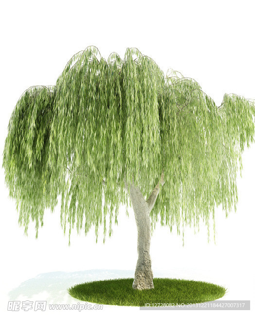 植物 树木 景观树木