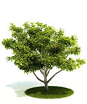 植物 树木 景观树木
