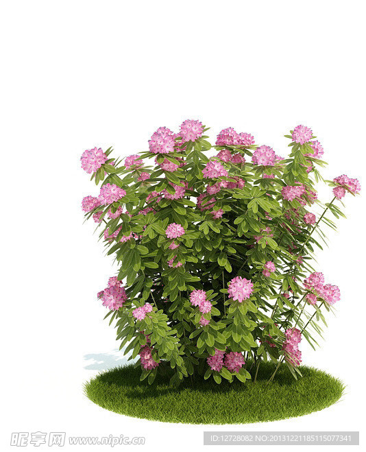 植物 树木 景观树木