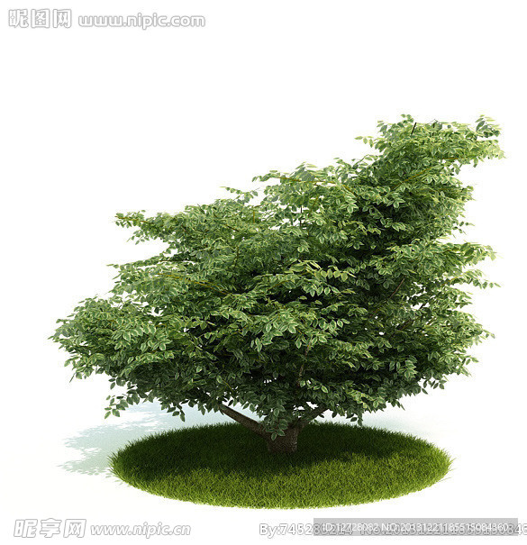 植物 树木 景观树木