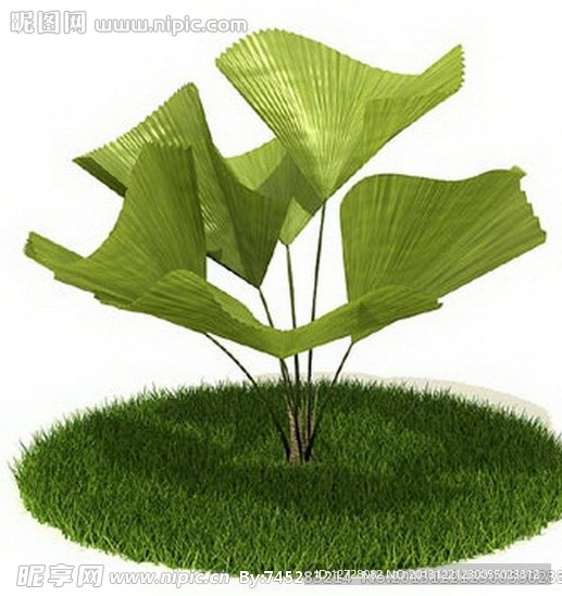 植物 树木 景观树木