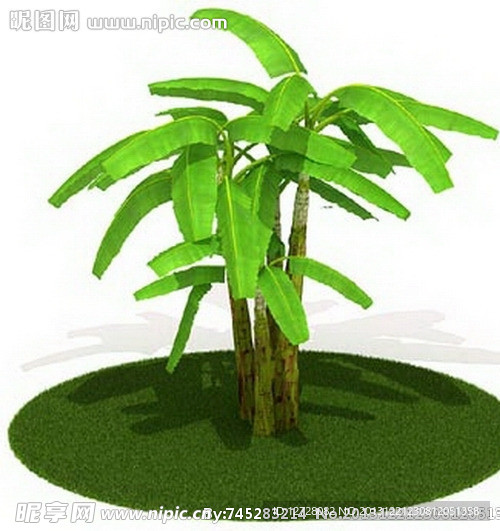 植物 树木 景观树木