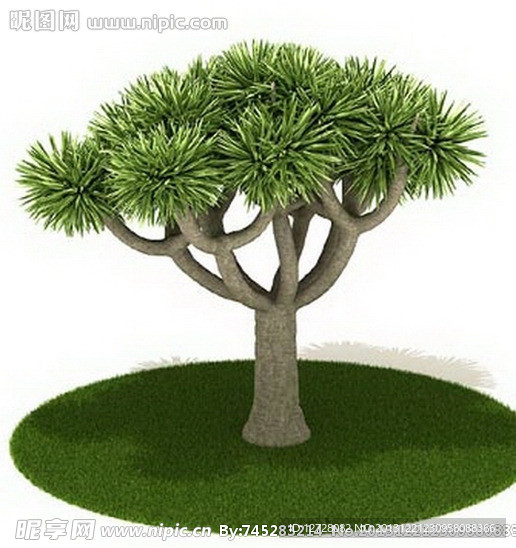 植物 树木 景观树木