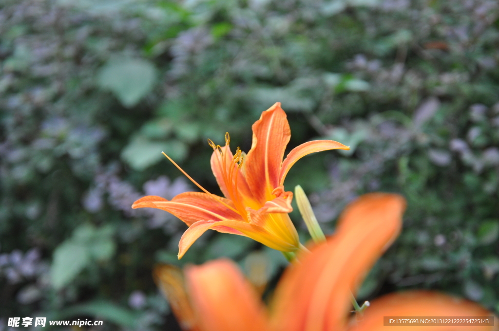 向阳的花