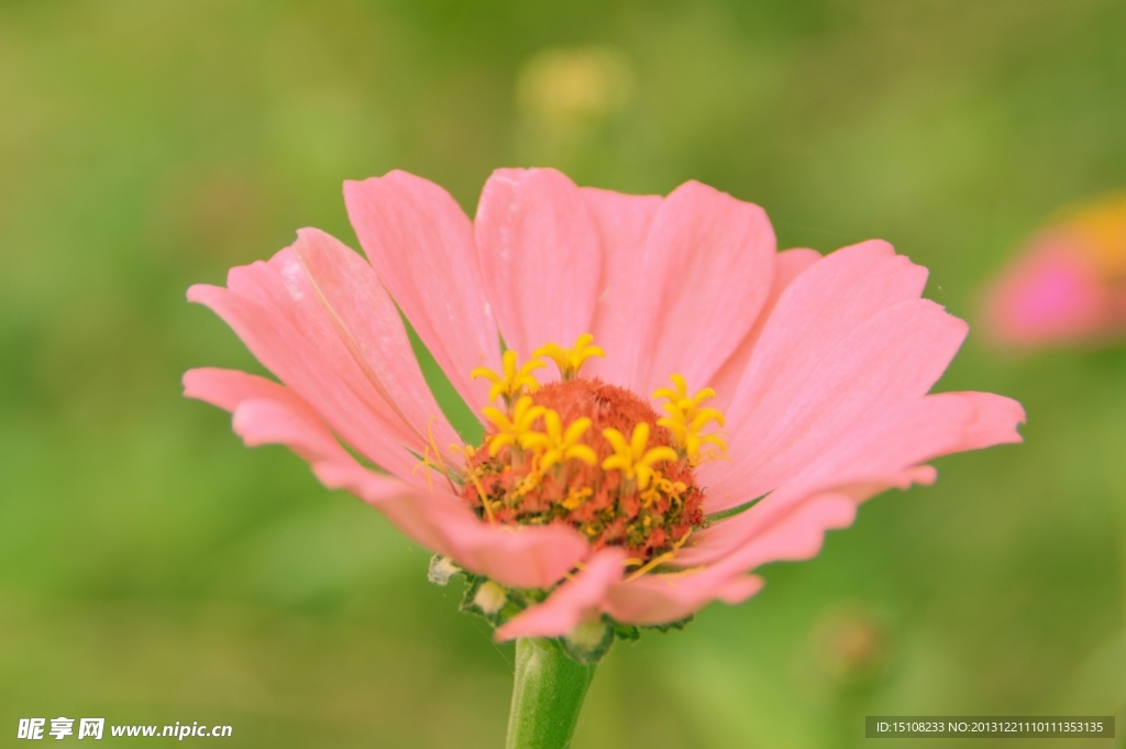 蜀葵花