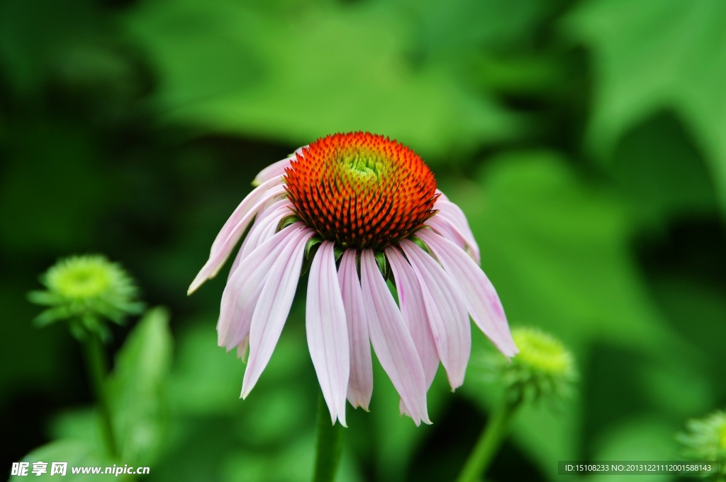 金光菊