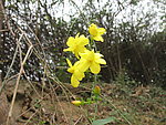 黄花