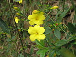 黄花