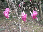 玉兰花