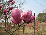玉兰花