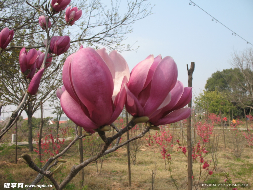 玉兰花