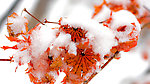 雪冻结 枫叶 冰雪
