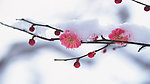 雪中冰冻花蕾