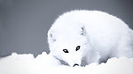 北极雪地小狐狸