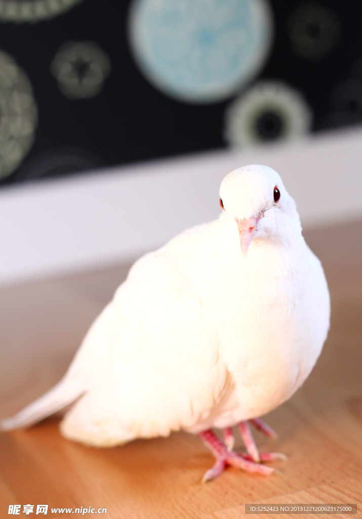 白鸽