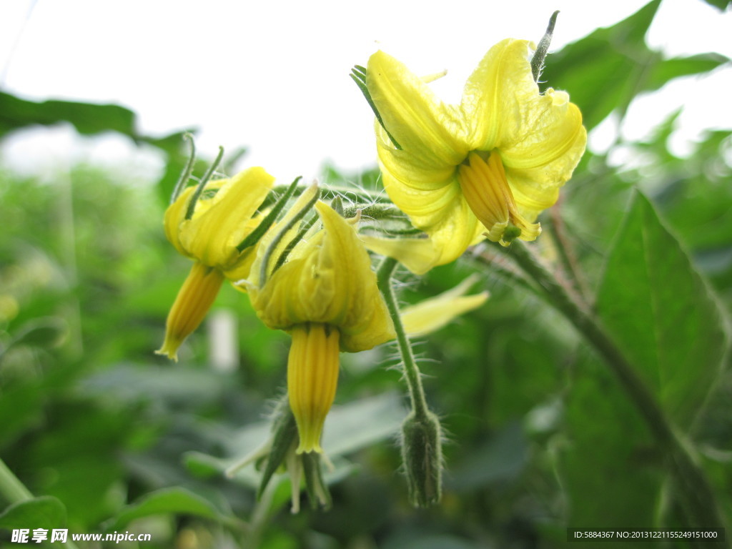 西红柿烧菜花,西红柿菜花,菜花炒西红柿_大山谷图库