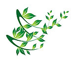 树叶 矢量 绿色