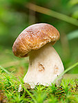 草地蘑菇