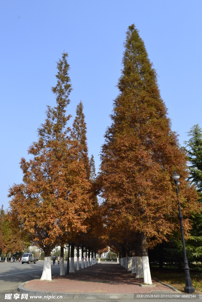 秋季松树