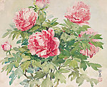 芍药