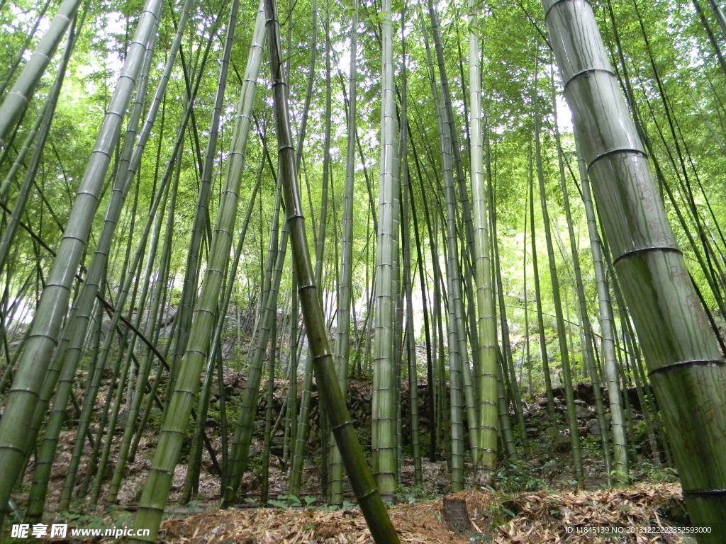 竹林