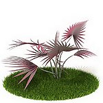 植物 树木 景观树木