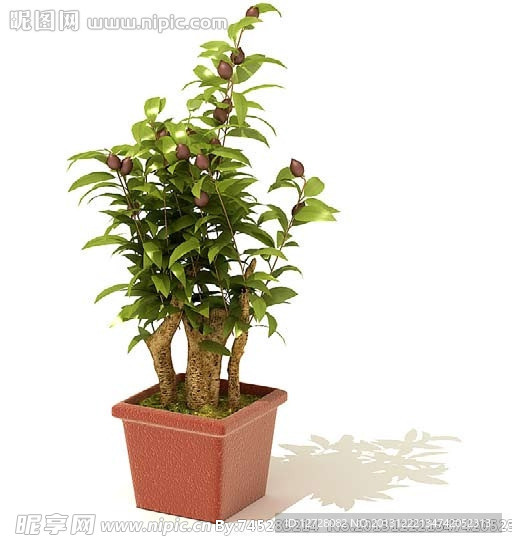 盆栽 植物
