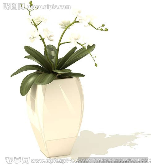 盆栽 植物