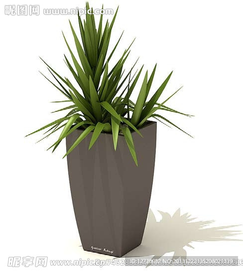 盆栽 植物