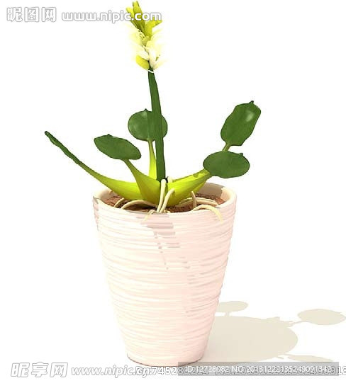 盆栽 植物