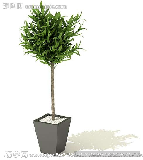 盆栽 植物
