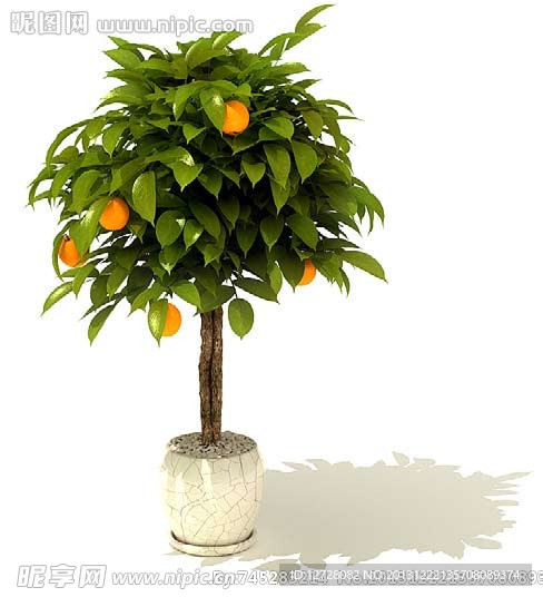 盆栽 植物