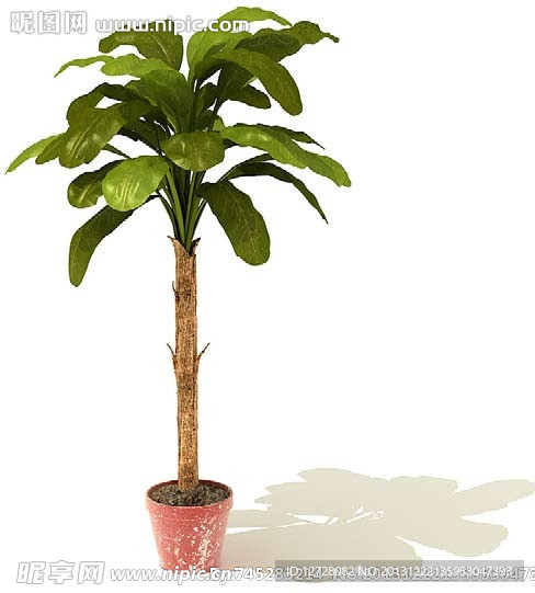 盆栽 植物