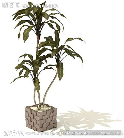 盆栽 植物