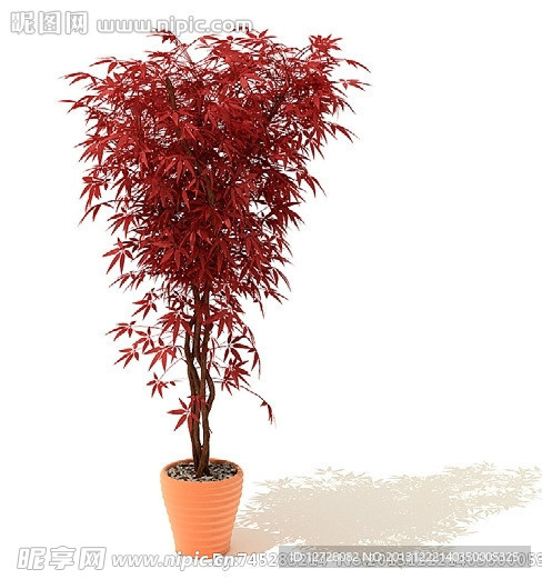 盆栽 植物