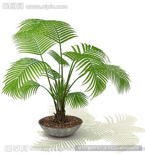 盆栽 植物