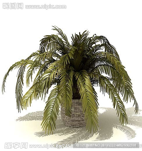 盆栽 植物
