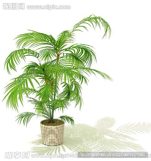 盆栽 植物