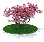 植物 花