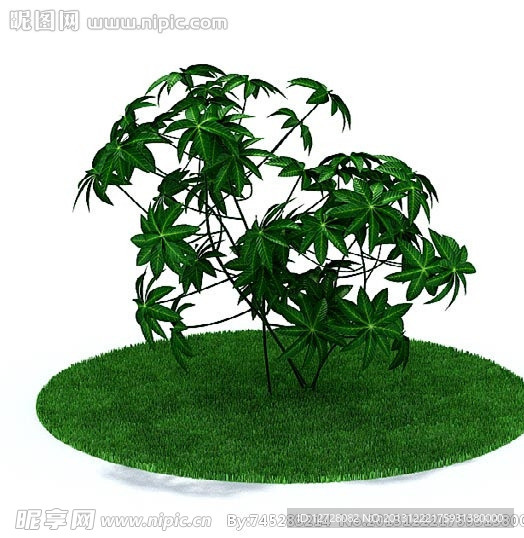 植物 花