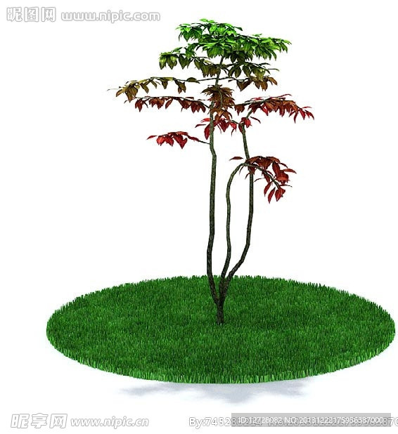 植物 花