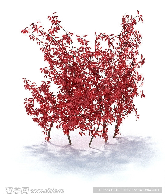 植物 花 盆栽