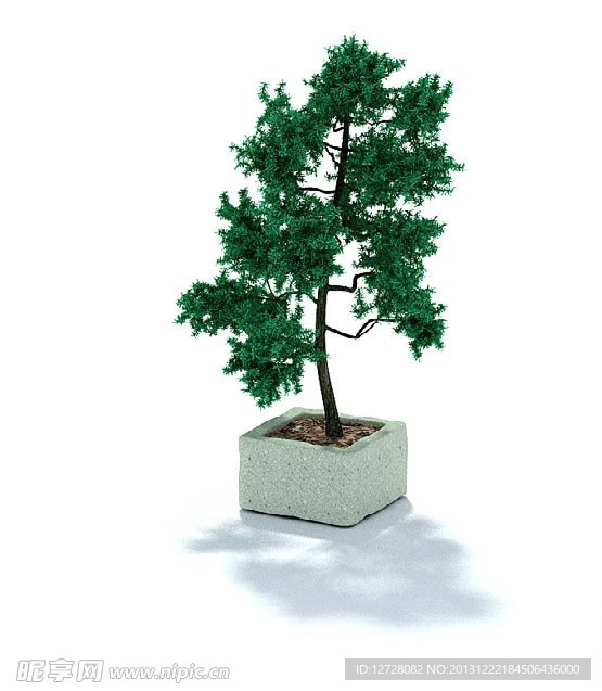 植物 花 盆栽